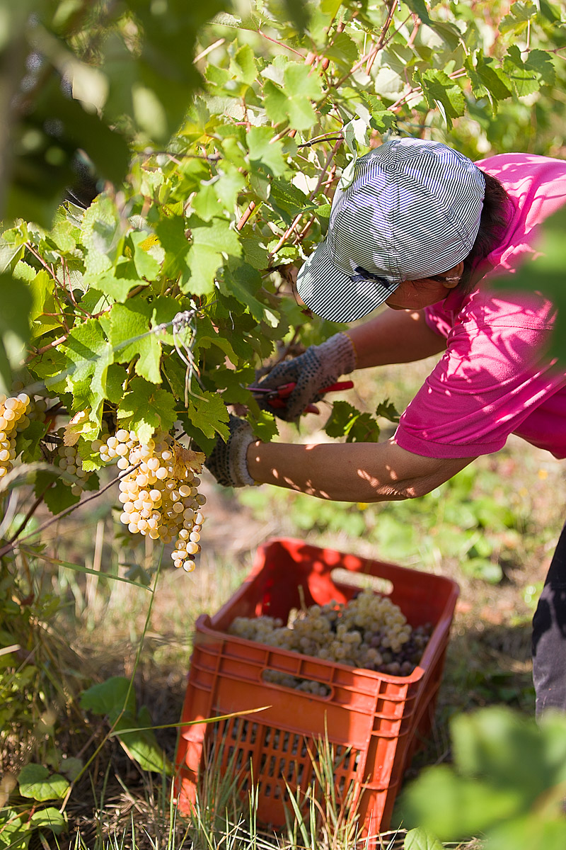 Grape harvest